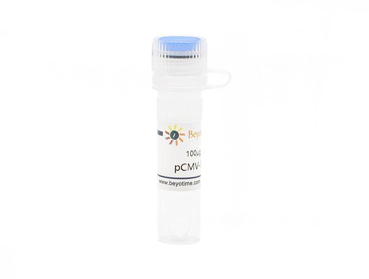 pCMV-N-Flag